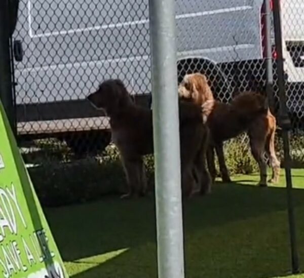 La desgarradora historia de los hermanos perros abandonados te tocará la fibra sensible-1