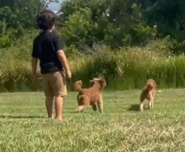 La desgarradora historia de los hermanos perros abandonados te tocará la fibra sensible-1