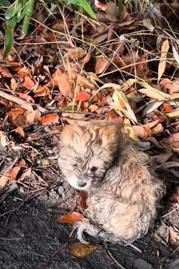 El sincero viaje de un cachorro callejero: de la desesperación a la alegría-1