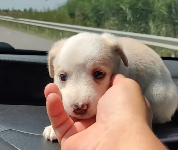 El increíble viaje de un cachorro abandonado hacia un querido miembro de la familia-1