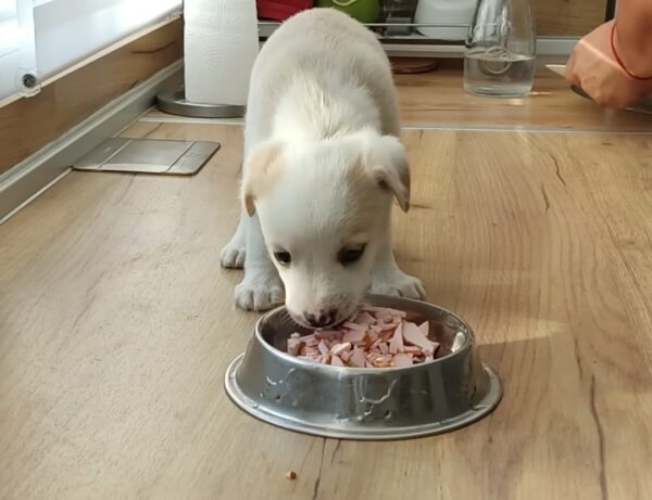 El increíble viaje de un cachorro abandonado hacia un querido miembro de la familia-1