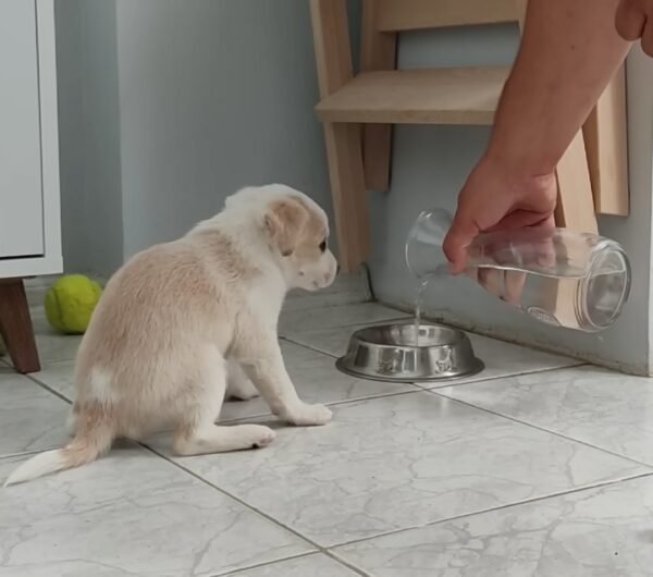 El increíble viaje de un cachorro abandonado hacia un querido miembro de la familia-1