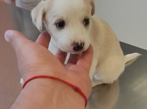 El increíble viaje de un cachorro abandonado hacia un querido miembro de la familia-1