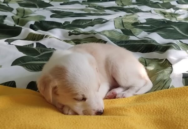 El increíble viaje de un cachorro abandonado hacia un querido miembro de la familia-1