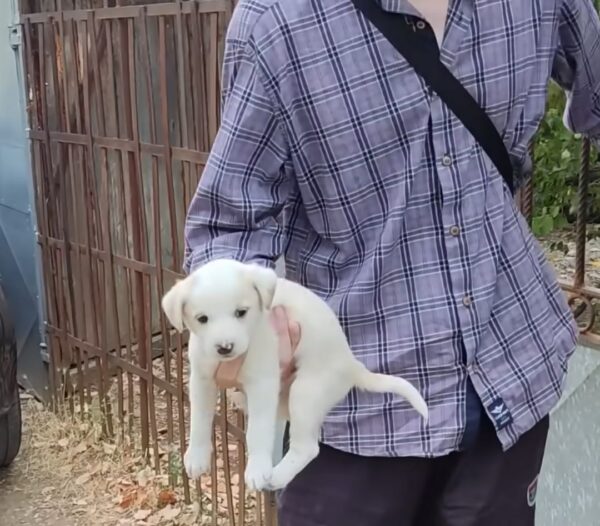 El increíble viaje de un cachorro abandonado hacia un querido miembro de la familia-1