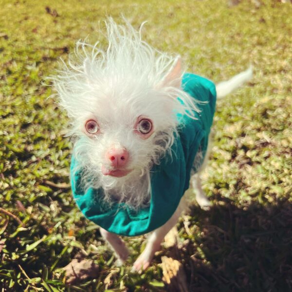 La increíble historia de un chihuahua que derretirá tu corazón-1