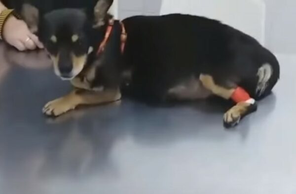 El diagnóstico inesperado que cambió todo para este perro abandonado-1