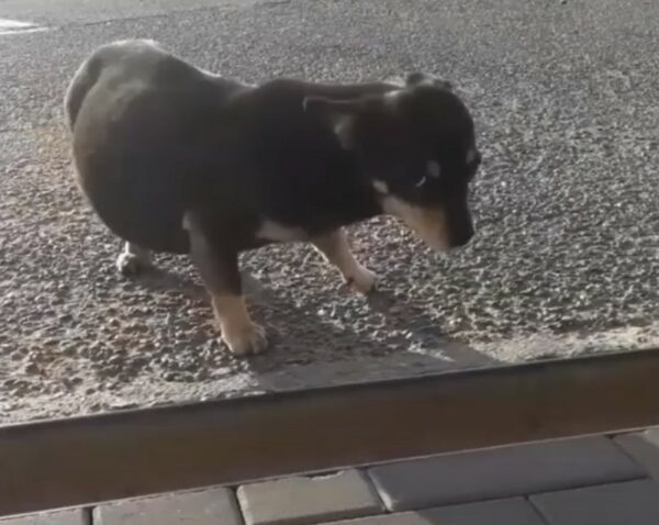 El diagnóstico inesperado que cambió todo para este perro abandonado-1