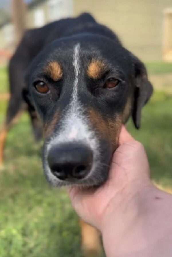 El momento inolvidable Los ojos de un perro rescatado brillaron de alegría-1