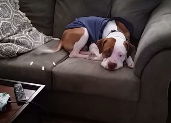 Trembling Pit Bull Finds Hope and Love in the Most Unexpected Place-1