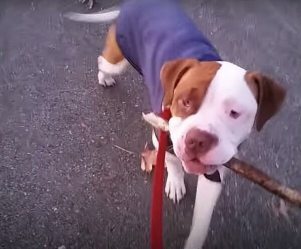 Un pitbull tembloroso encuentra esperanza y amor en el lugar más inesperado-1