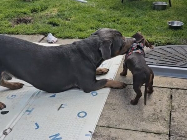 Una mezcla inesperada de cachorros genera asombro y alegría en Internet-1