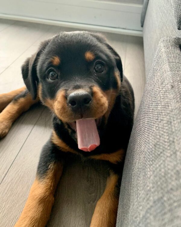 Lo que hicieron estos Rottweilers derretirá tu corazón y cambiará tu forma de pensar para siempre-1