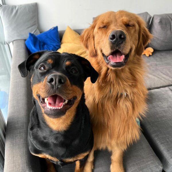 Lo que hicieron estos Rottweilers derretirá tu corazón y cambiará tu forma de pensar para siempre-1