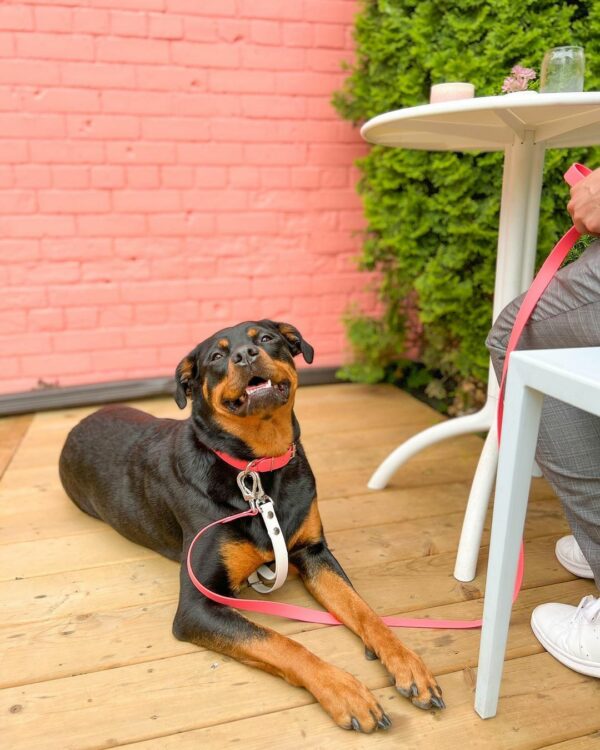 Lo que hicieron estos Rottweilers derretirá tu corazón y cambiará tu forma de pensar para siempre-1