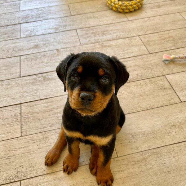 What These Rottweilers Did Will Melt Your Heart and Change Your Mind Forever-1