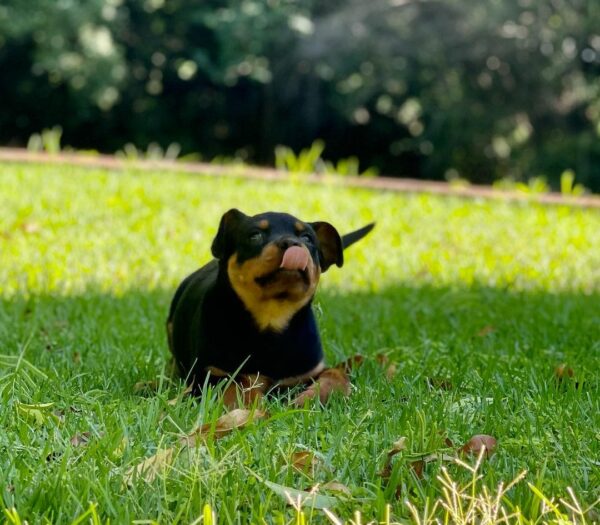 Lo que hicieron estos Rottweilers derretirá tu corazón y cambiará tu forma de pensar para siempre-1