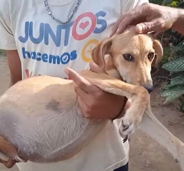 Lo que esta mujer descubrió sobre su perro te dejará sin palabras-1