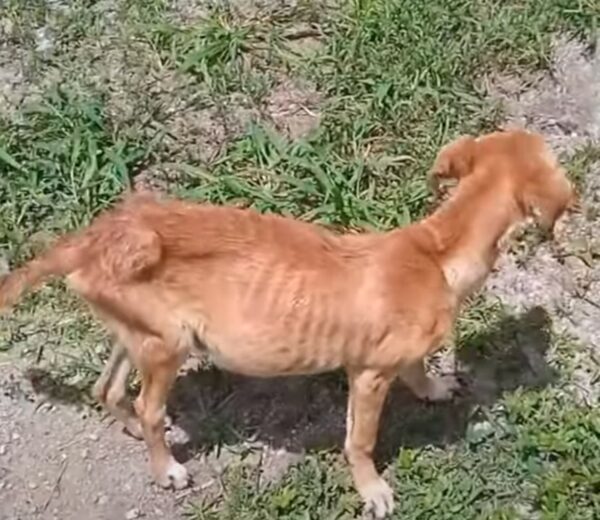 Lo que esta mujer descubrió sobre su perro te dejará sin palabras-1