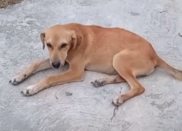 Lo que esta mujer descubrió sobre su perro te dejará sin palabras-1