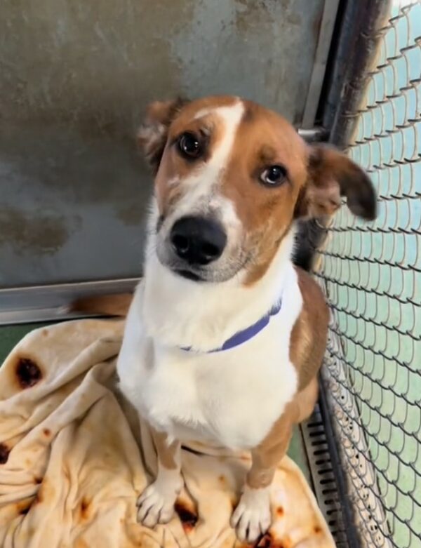 ¿Este cachorro resistente finalmente encontrará su hogar definitivo? -1