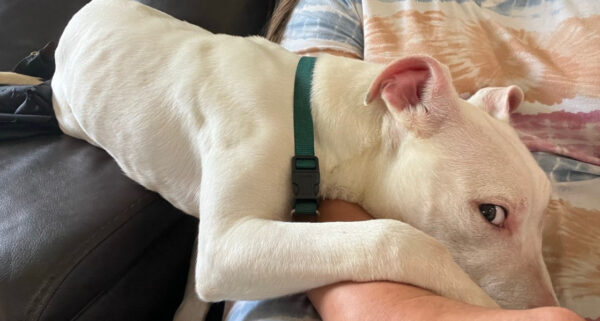 Woman's Heart Races After Finding Abandoned Deaf Pup Near Pole-1