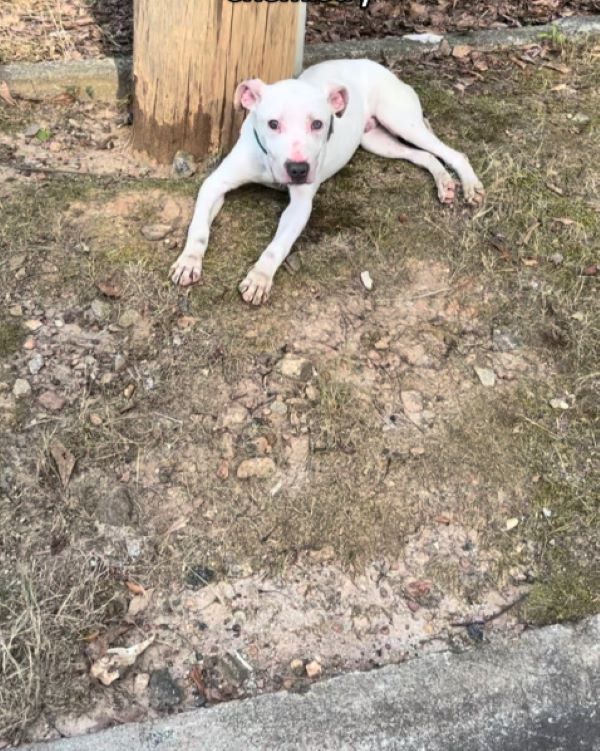 Woman's Heart Races After Finding Abandoned Deaf Pup Near Pole-1