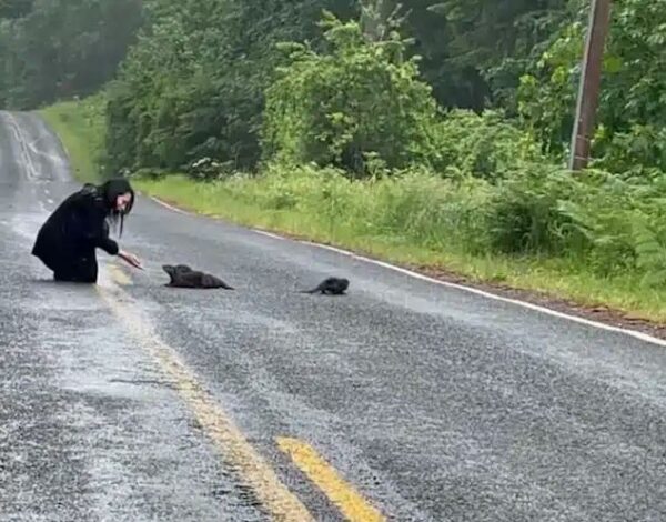 ¡No creerás lo que resultaron ser estos cachorros abandonados!-1