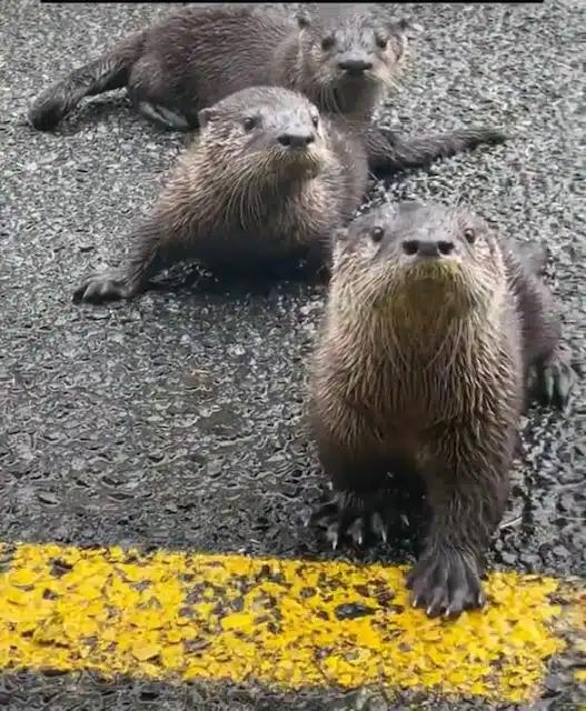 ¡No creerás lo que resultaron ser estos cachorros abandonados!-1