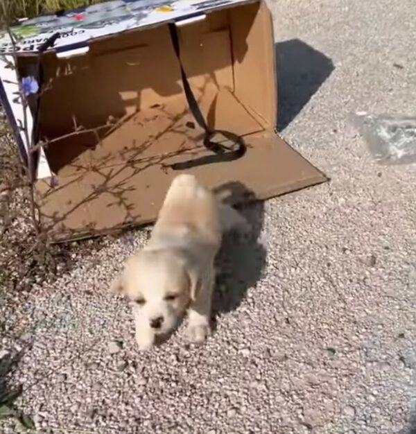 Una caja de esperanza: el viaje inesperado del cachorro abandonado-1