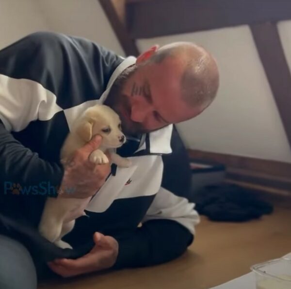 Una caja de esperanza: el viaje inesperado del cachorro abandonado-1