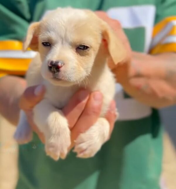 Una caja de esperanza: el viaje inesperado del cachorro abandonado-1