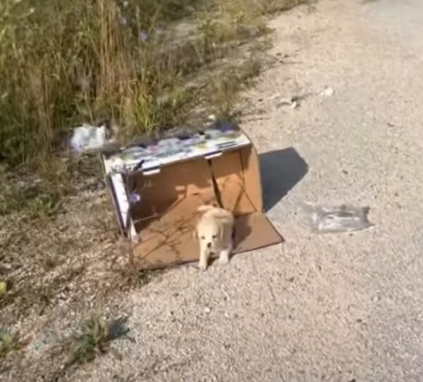 Una caja de esperanza: el viaje inesperado del cachorro abandonado-1