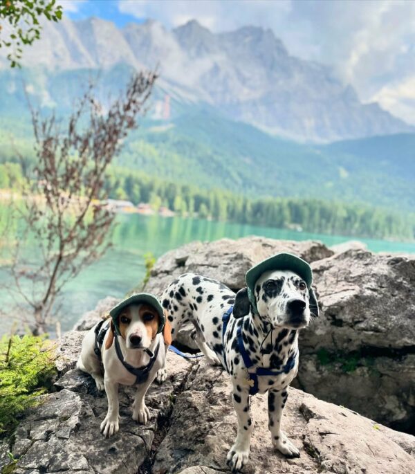 A Dalmatian's Secret: An Unexpected Twist That Tugged Her Heartstrings-1