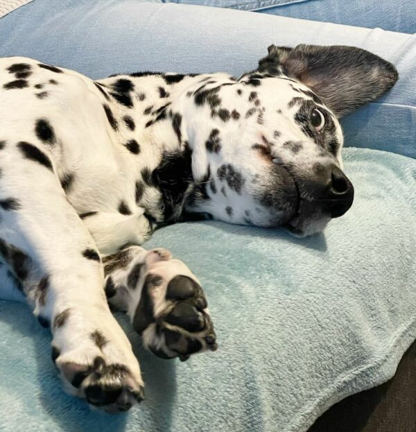 A Dalmatian's Secret: An Unexpected Twist That Tugged Her Heartstrings-1