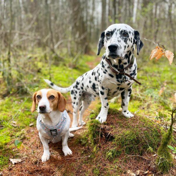 A Dalmatian's Secret: An Unexpected Twist That Tugged Her Heartstrings-1