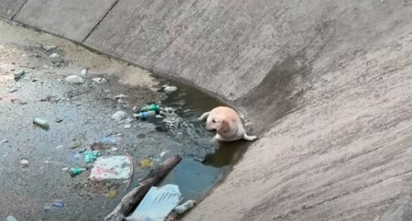 A Dog's Unexpected River Rescue: A Tale of Courage and Kindness-1