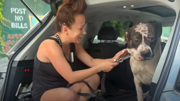 El viaje de un Pittie olvidado desde las cadenas hasta el amor preciado-1