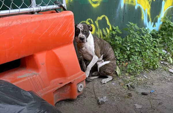 El viaje de un Pittie olvidado desde las cadenas hasta el amor preciado-1