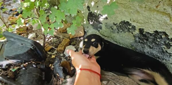 Un viaje de la desesperación a la alegría: descubriendo el amor en lugares inesperados-1