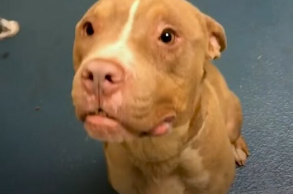 A Last-Minute Miracle: Pitbull's Fate Changed by One Man's Kindness-1