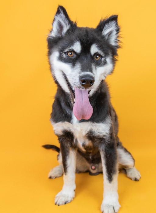 El viaje de un husky abandonado desde la desesperación a la alegría: sea testigo de la transformación-1