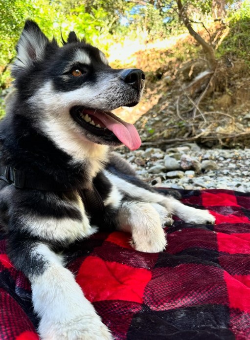 El viaje de un husky abandonado desde la desesperación a la alegría: sea testigo de la transformación-1