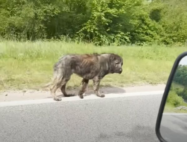 Una segunda oportunidad para el perro 'aterrador': una historia de resiliencia y redención-1