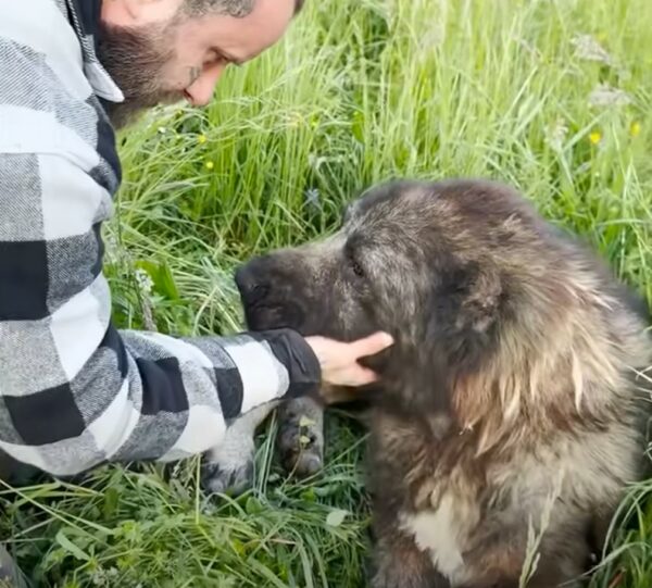 Una segunda oportunidad para el perro 'aterrador': una historia de resiliencia y redención-1