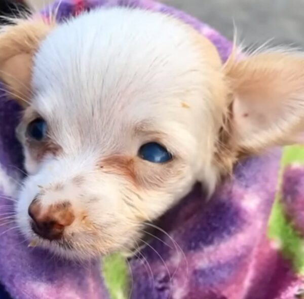 Una emotiva historia de supervivencia: el cachorro que desafió al destino-1