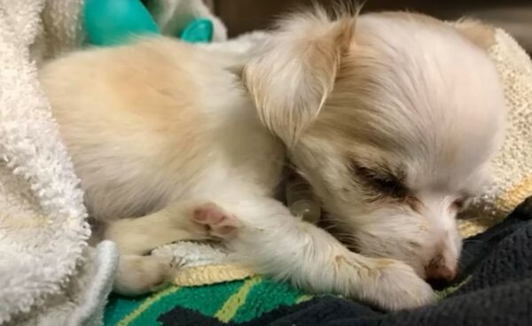 Una emotiva historia de supervivencia: el cachorro que desafió al destino-1