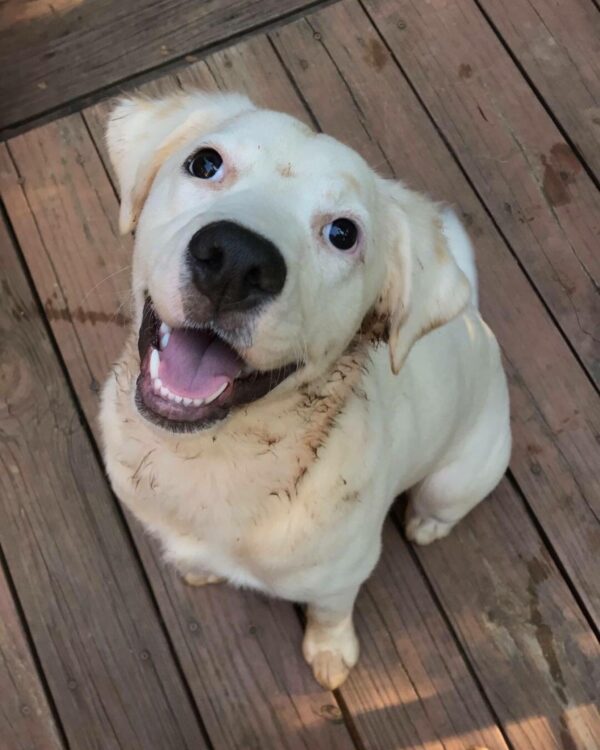 Perro abandonado encuentra un amor inesperado en un giro desgarrador-1