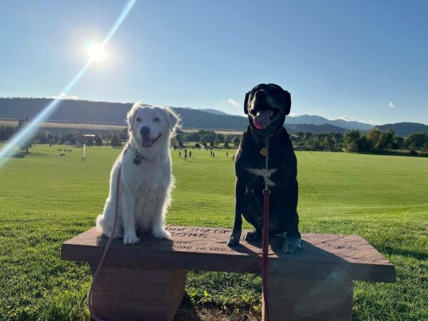 Perro abandonado encuentra un amor inesperado en un giro desgarrador-1