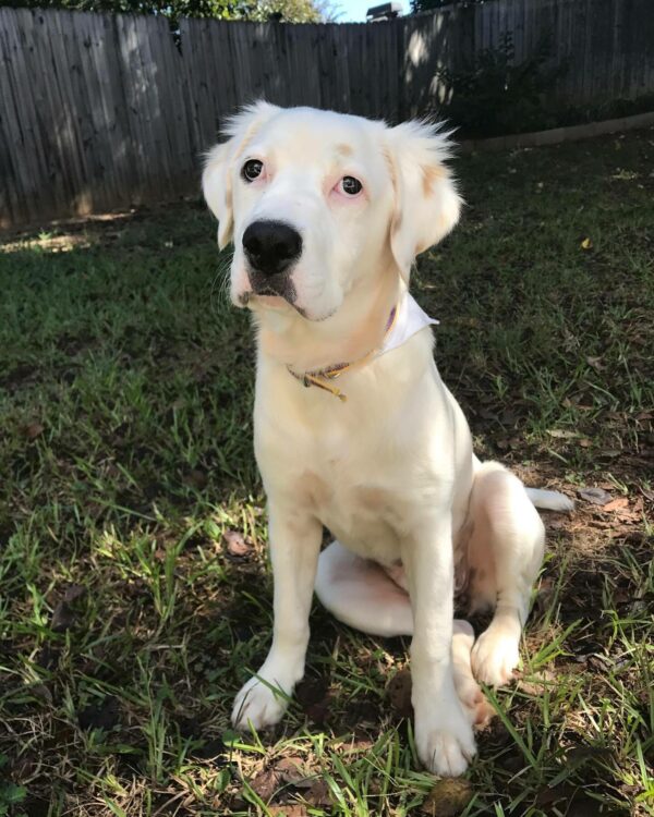 Perro abandonado encuentra un amor inesperado en un giro desgarrador-1